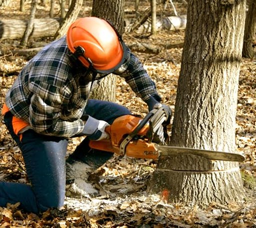 Tree Removal in White Earth, MN